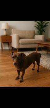 Rescue Dachshund and Chihuahua Dogs for Adoption in Camp Pendleton North, California - Izzy | PetCurious