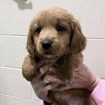 Chihuahua Dogs Available for Adoption - Sassafras | PetCurious