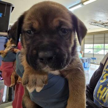 Mixed Breed Dogs Available for Adoption in Denison, Texas - Rocky | PetCurious