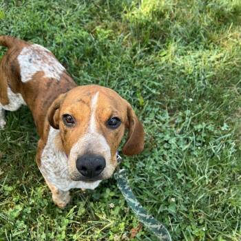 Barrel -  Mixed Breed Dog for Adoption in Edwardsville, Illinois - Barrel | PetCurious