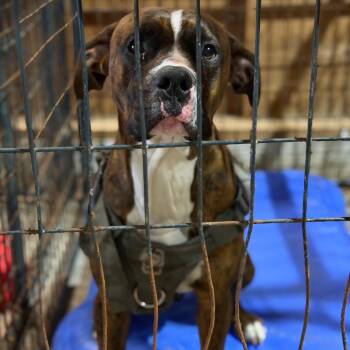 Boxer and Mixed Breed Dogs Available for Adoption in Fort Smith, Arkansas - Mr. Walnut (Jax) | PetCurious