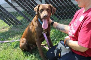Charlotte -  Labrador Retriever and Mixed Breed Dog for Adoption in Kansas City, Missouri - Charlotte | PetCurious