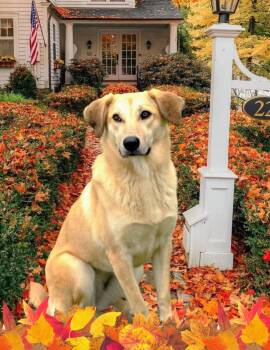 Rescue Yellow Labrador Retriever Dogs for Adoption - Sarah - Fostered In Connecticut | PetCurious