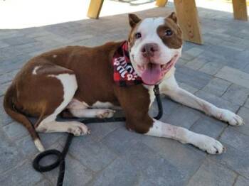 American Staffordshire Terrier and Mixed Breed Dogs Available for Adoption in Atlanta, Georgia - Goobie | PetCurious