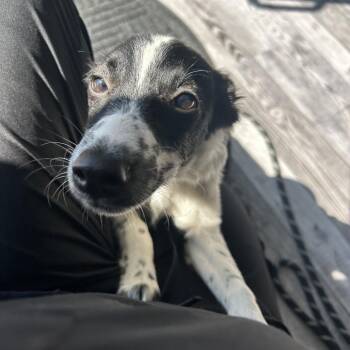 Ace -  Papillon and Mixed Breed Dog for Adoption in St. Louis, Missouri - Ace | PetCurious