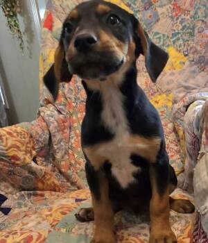 Mixed Breed Dogs Available for Adoption - Reece | PetCurious