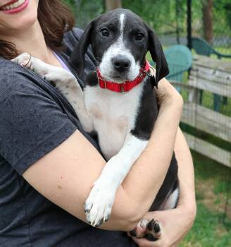 Rosie -  Beagle and Hound Dog for Adoption in Harrison, New York - Rosie | PetCurious