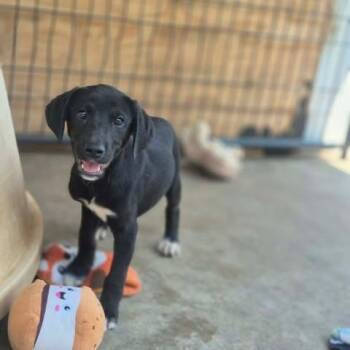 RSN-Stray-218 -  Beagle and Mixed Breed Dog for Adoption in Dover, Arkansas - RSN-Stray-218 | PetCurious