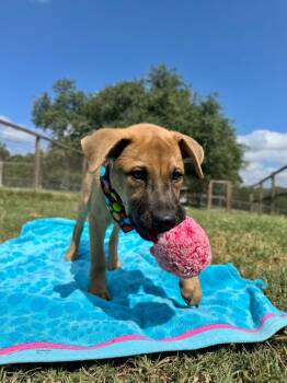 Benny -  Chow Chow and Black Mouth Cur Dog for Adoption in Canyon Lake, Texas - Benny | PetCurious