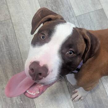 Rocky -  Mixed Breed Dog for Adoption in Fairport, New York - Rocky | PetCurious