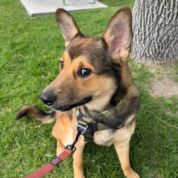 Rocky -  Mixed Breed and None Dog for Adoption in Murray, Utah - Rocky | PetCurious