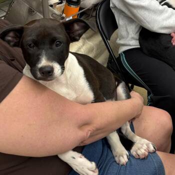 Mixed Breed Dogs Available for Adoption in Milton, Florida - Dottie | PetCurious