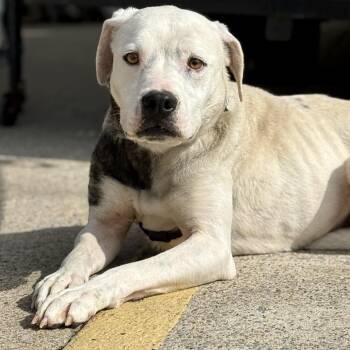 Mixed Breed Dogs Available for Adoption - Jasper Cullen | PetCurious