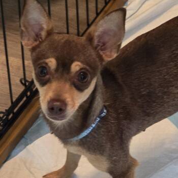 Chihuahua Dogs Available for Adoption in Missouri City, Texas - Rayven WV-T | PetCurious