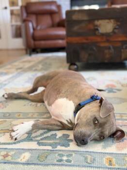 Pit Bull Terrier and Mixed Breed Dogs Available for Adoption - Venus | PetCurious