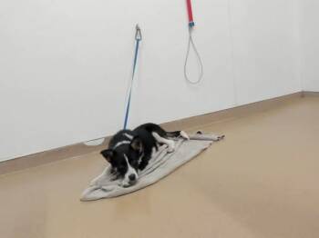 Border Collie and Mixed Breed Dogs Available for Adoption in Hayward, California - CLYDE | PetCurious