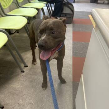 Lady Bug -  Mixed Breed Dog for Adoption in Philadelphia, Pennsylvania - Lady Bug | PetCurious