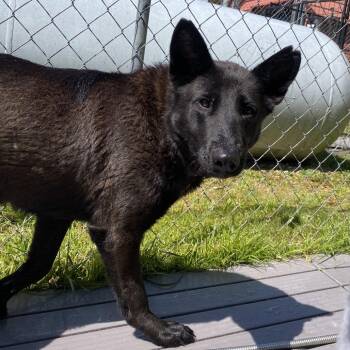 German Shepherd Dog and Shepherd Dogs Available for Adoption in Jacksboro, Tennessee - Kali | PetCurious