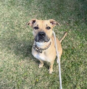 Rescue Pit Bull Terrier Dogs for Adoption in Philadelphia, Pennsylvania - Delilah | PetCurious