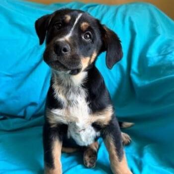 Cattle Dog and Black Mouth Cur Dogs Available for Adoption - Meadow | PetCurious