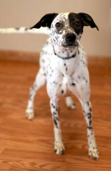 Jack Russell Terrier and Dalmatian Dogs Available for Adoption - Lady Annabelle | PetCurious