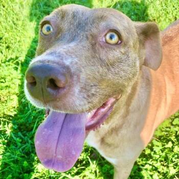 Thelma -- Bonded Buddy With Louise -  Australian Cattle Dog Blue Heeler Dog for Adoption in Des Moines, Iowa - Thelma -- Bonded Buddy With Louise | PetCurious