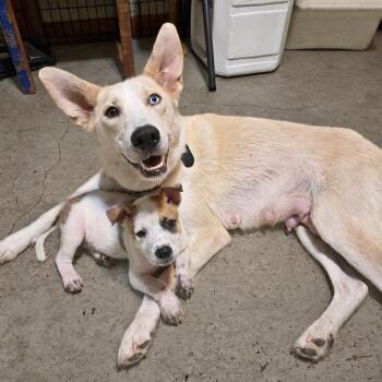 Erin -  Husky and Mixed Breed Dog for Adoption in Lewisville, Texas - Erin | PetCurious