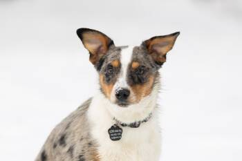 Australian Cattle Dog Blue Heeler Dogs Available for Adoption - Moose | PetCurious