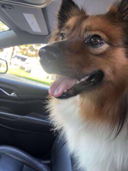 Rescue Pomeranian Dogs for Adoption in Palos Heights, Illinois - Nash | PetCurious