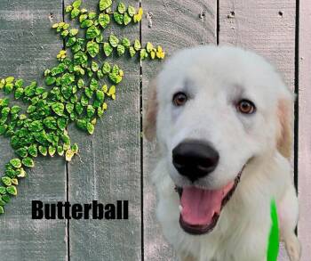Butterball -  Great Pyrenees Dog for Adoption in Marshville, North Carolina - Butterball | PetCurious