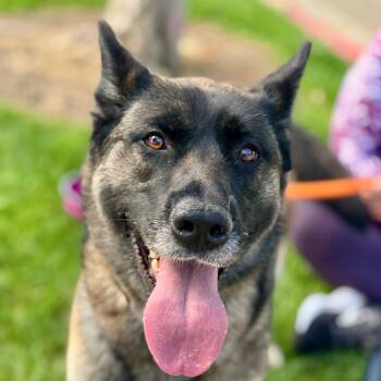 Rescue German Shepherd Dog Dogs for Adoption in Chino Hills, California - Arizona(C000-192) - City Of Industry Location | PetCurious