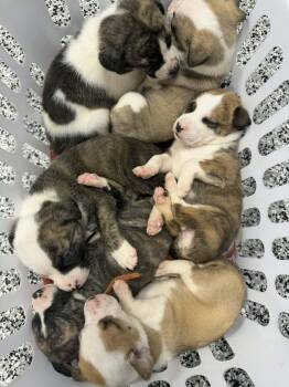 Catahoula Leopard Dog and Mountain Cur Dogs Available for Adoption in Holly Springs, North Carolina - BP | PetCurious