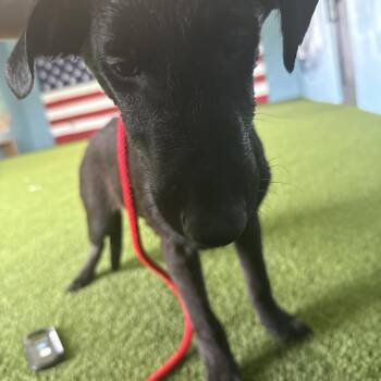 Yoshi Nanami 3593 -  Black Labrador Retriever and Mixed Breed Dog for Adoption in Loxahatchee Groves, Florida - Yoshi Nanami 3593 | PetCurious