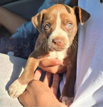 Terrier and Boxer Dogs Available for Adoption in El Dorado, Arkansas - Siah | PetCurious