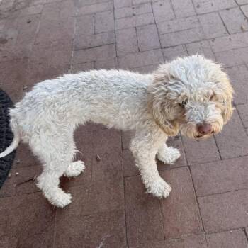 Miniature Poodle Dogs Available for Adoption in Tucson, Arizona - Peaches | PetCurious