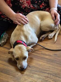 Mixed Breed Dogs Available for Adoption in Mesa, Arizona - Mia | PetCurious
