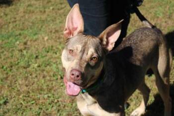 Georgie -  Mixed Breed Dog for Adoption in Kansas City, Missouri - Georgie | PetCurious