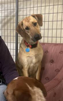 Hound and Shepherd Dogs Available for Adoption in Williamsburg, Iowa - Coral | PetCurious
