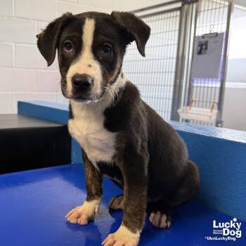 Australian Cattle Dog Blue Heeler and Australian Shepherd Dogs Available for Adoption in Washington, District Of Columbia - Chai | PetCurious