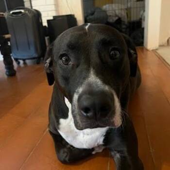 Aim -  Black Labrador Retriever and Hound Dog for Adoption in Melrose, Florida - Aim | PetCurious