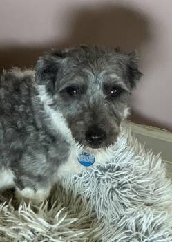 Coton De Tulear Dogs Available for Adoption in Berwick, Pennsylvania - Alex Xavier | PetCurious