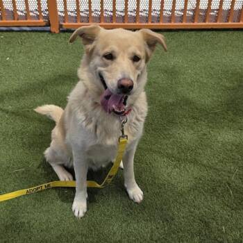 LENCHA -  German Shepherd Dog Dog for Adoption in Las Vegas, Nevada - LENCHA | PetCurious