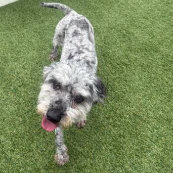 Miniature Poodle Dogs Available for Adoption in Zionsville, Indiana - Megan | PetCurious