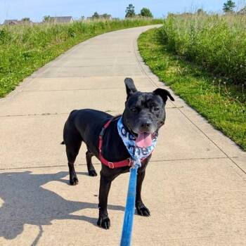 Rocket -  Pit Bull Terrier Dog for Adoption in Champaign, Illinois - Rocket | PetCurious