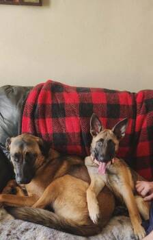 German Shepherd Dog and Belgian Shepherd Malinois Dogs Available for Adoption in Fredonia, Wisconsin - Annika II | PetCurious