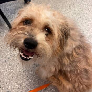 TRRS-Stray-45360_2 (Big Guy) -  Mixed Breed Dog for Adoption in Manhattan, Kansas - TRRS-Stray-45360_2 (Big Guy) | PetCurious