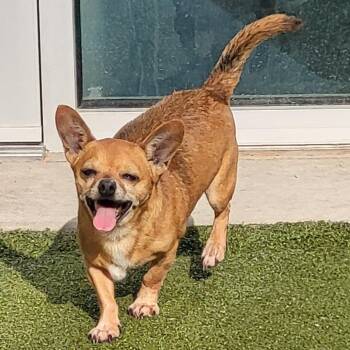 Prince -  Chihuahua Dog for Adoption in Greensboro, North Carolina - Prince | PetCurious