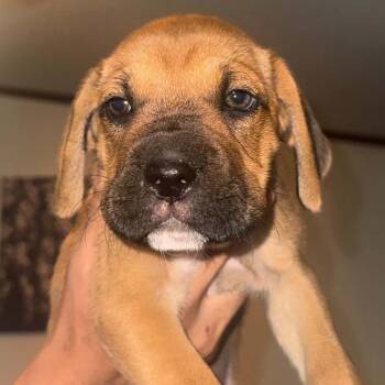 Thalia -  Boxer Dog for Adoption in West Islip, New York - Thalia | PetCurious