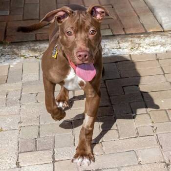 DISCO -  Pit Bull Terrier and Mixed Breed Dog for Adoption in St. Louis, Missouri - DISCO | PetCurious