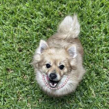 Cinderella -  Pomeranian and Spitz Dog for Adoption in Las Vegas, Nevada - Cinderella | PetCurious